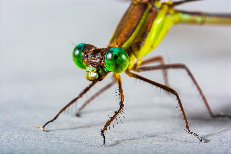 close-up photography of yellow and green dragonfly, insect, eye