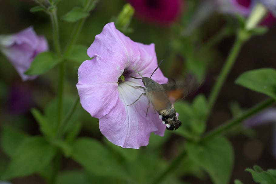 Moth, Hummingbird, Flower, Pollen, flight, insecta, petal, purple, HD wallpaper