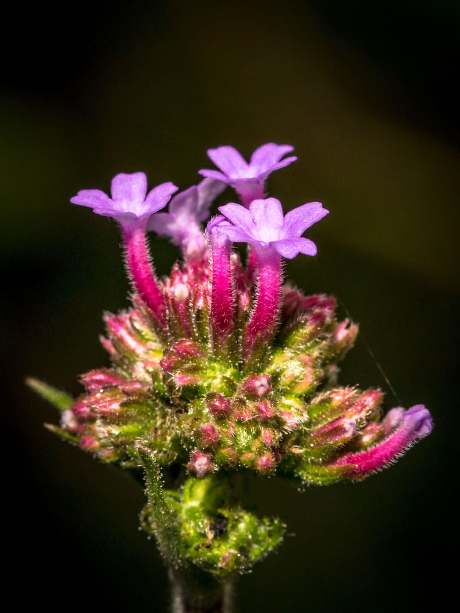 flower, small, small flower, macro, spring, wild flower, green HD wallpaper