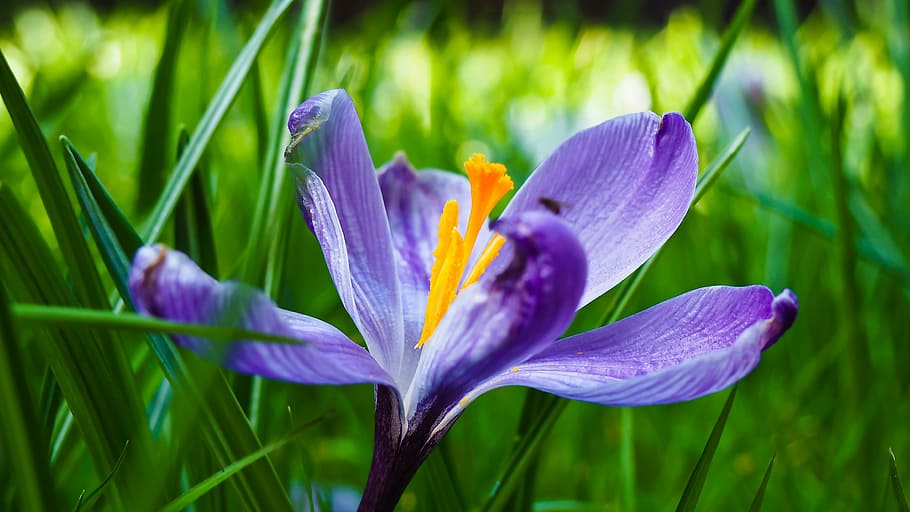 shallow focus photography purple petal flowers, crocus, spring HD wallpaper