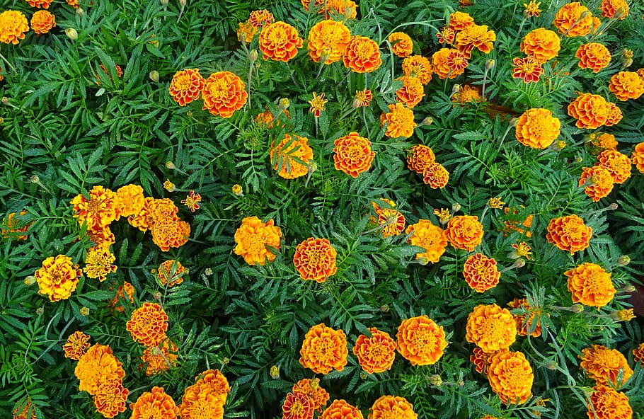 orange marigold flowers in bloom, french marigold, yellow, flora, HD wallpaper