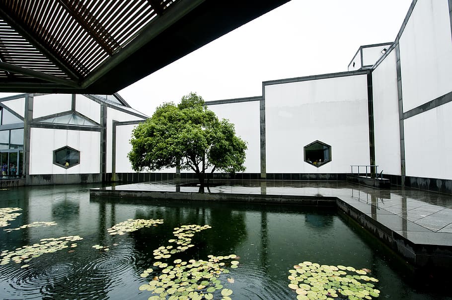 suzhou museum, pool, rain, design, window, tree, water lotus HD wallpaper