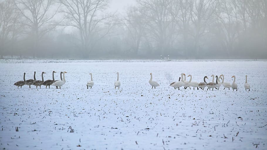 landscape, winter, cold, icy, snow, foggy, slurry, wintry, swans, HD wallpaper