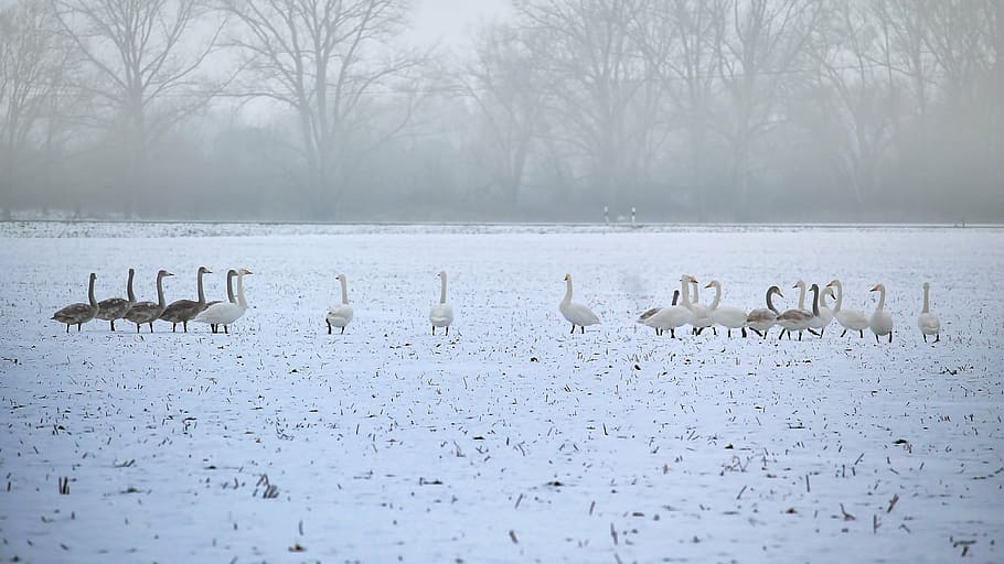 landscape, winter, cold, icy, snow, foggy, slurry, wintry, swans HD wallpaper