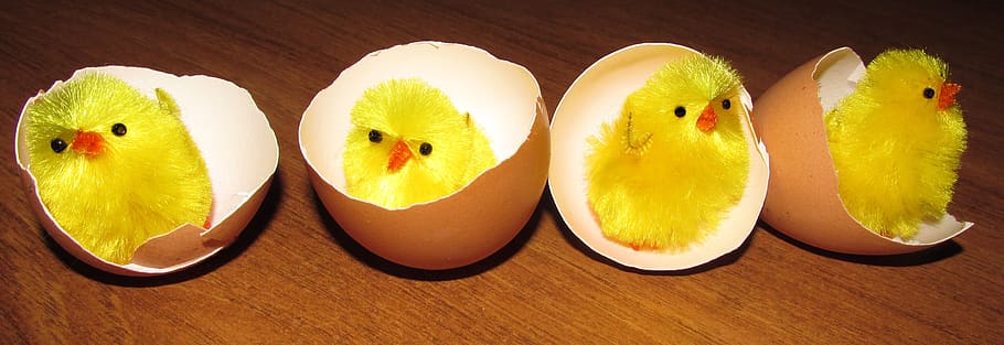 eggs, chickens, easter, nature, fun, fruit, healthy eating HD wallpaper
