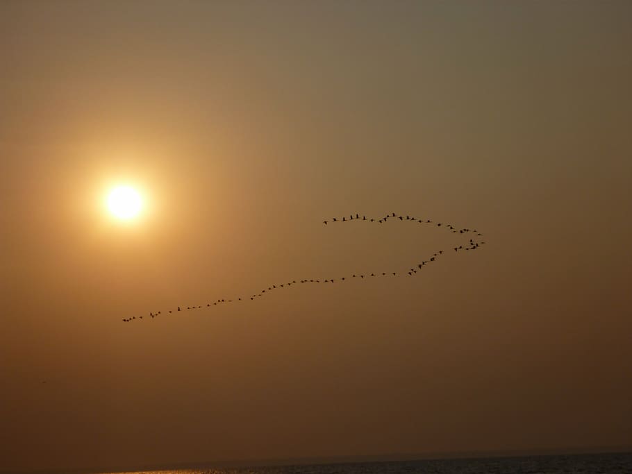 birds, flying, formation, sun, sea, sunset, water, nature, flock Of Birds HD wallpaper
