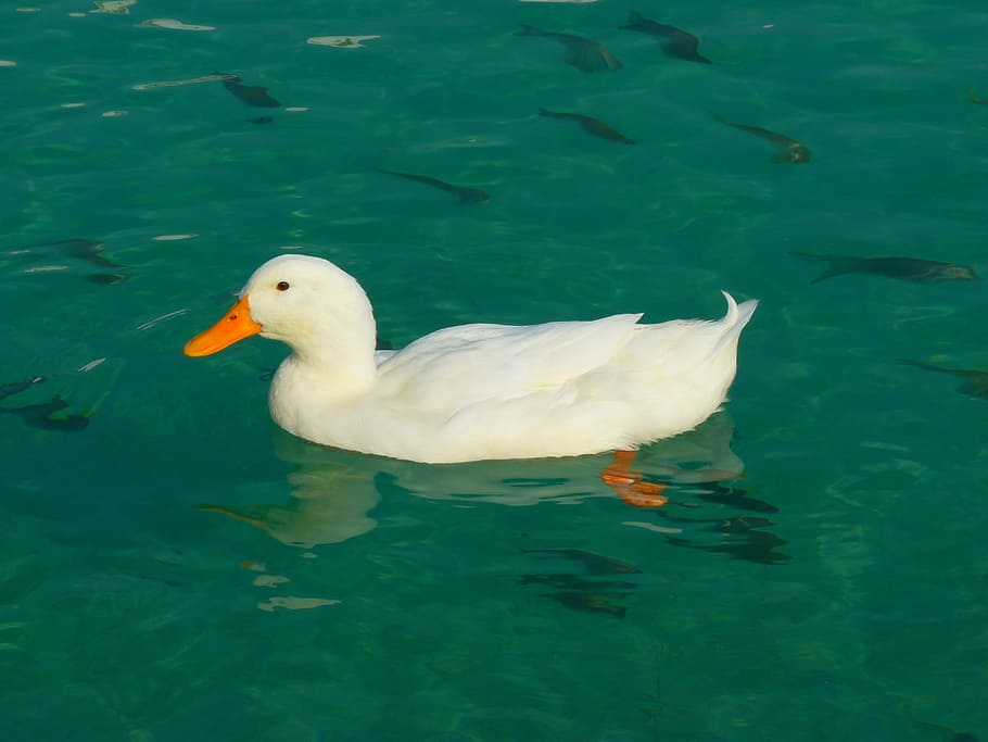 duck, white, ducks, animal, water, animal wildlife, animal themes HD wallpaper