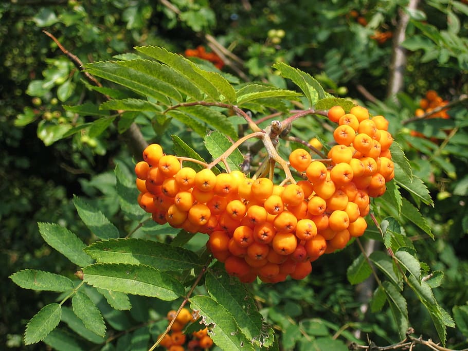 rowanberries, mountain ash, orange, orange berry, haw, plant HD wallpaper