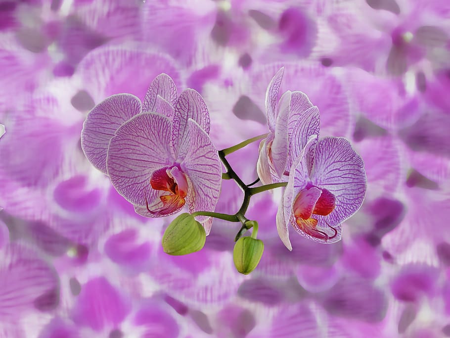 orchids, background, abstract, texture, composition, background screen HD wallpaper
