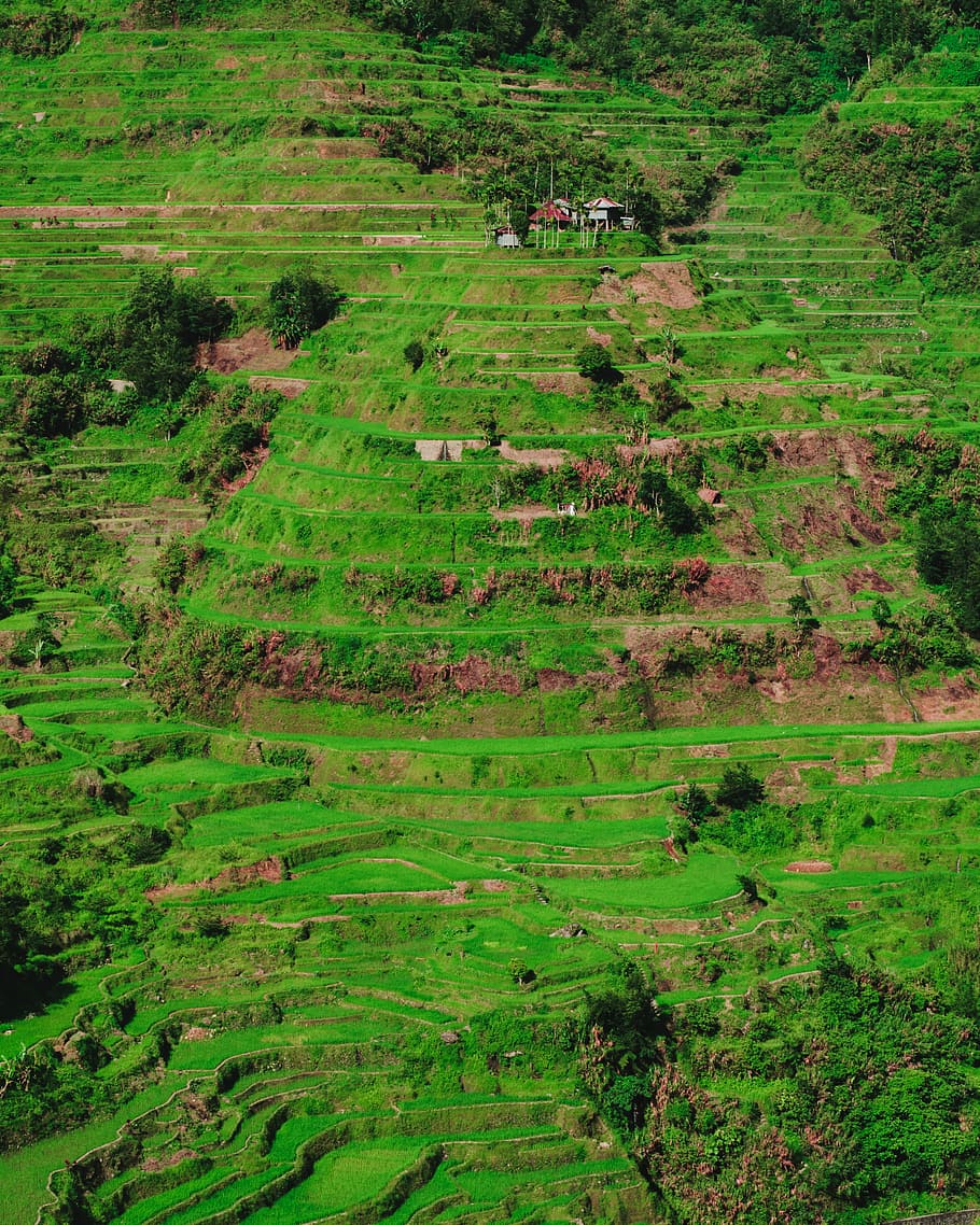 Banaue Rice Terraces, rice terraces, green, hill, mountain, landscape, HD wallpaper