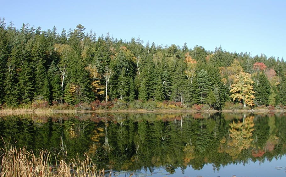 new england, pine trees, nature, autumn, water, lake, reflection, HD wallpaper