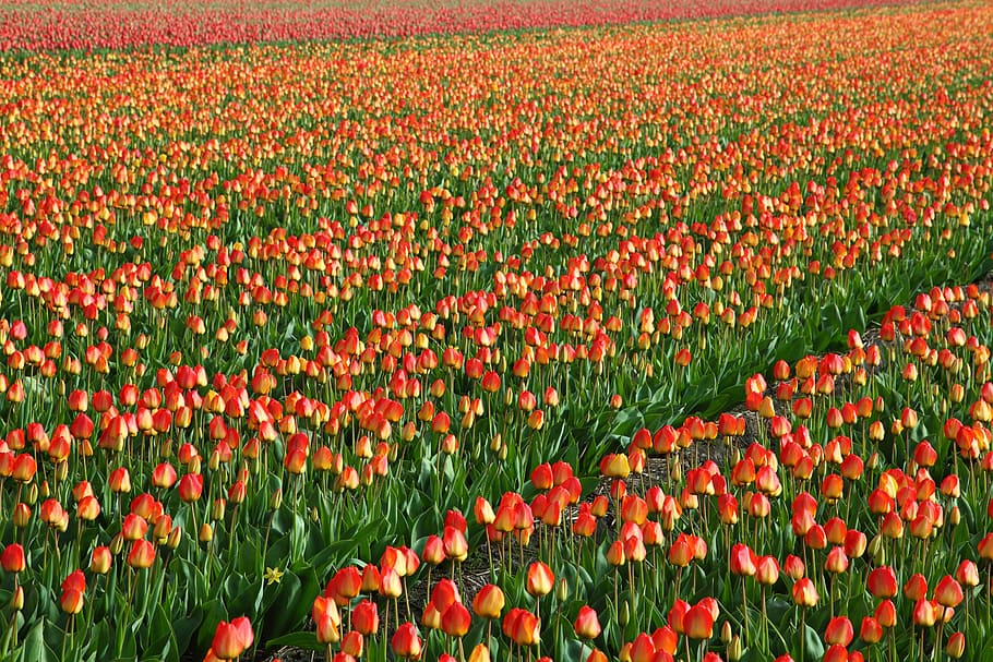 Tulips, Field, Fields, Orange, red, background, flower, flowers HD wallpaper