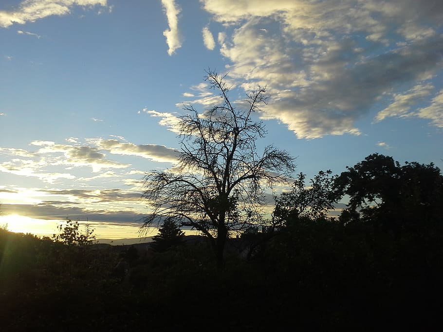 sunset, tree, cloud, evening sky, nature, plant, cloud - sky HD wallpaper