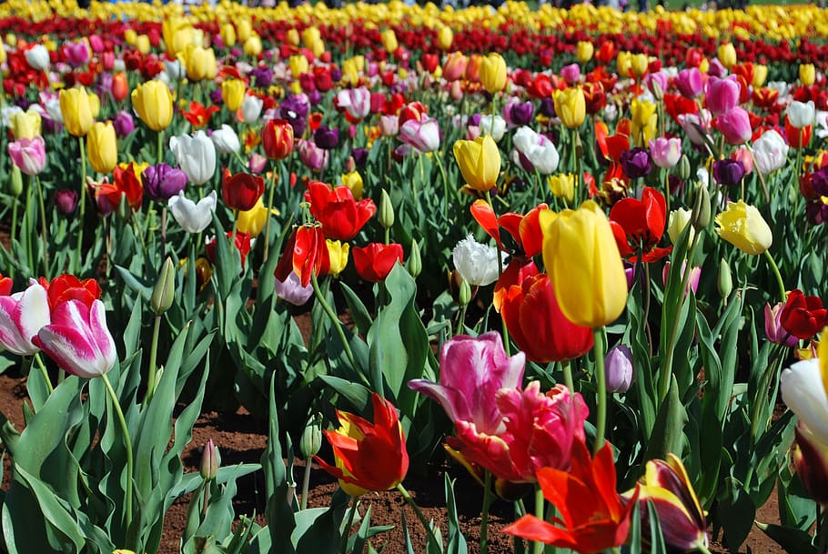 tulip, field, spring, flower, colorful, nature, holland, bloom HD wallpaper
