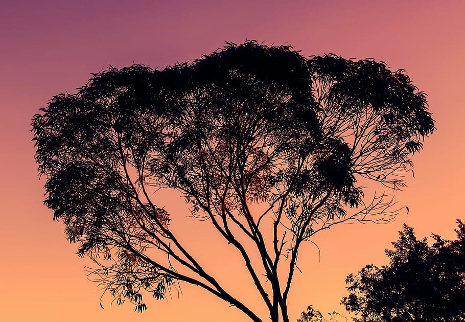 eucalyptus, tree, sunset, nature, evening, silhouette, branch HD wallpaper