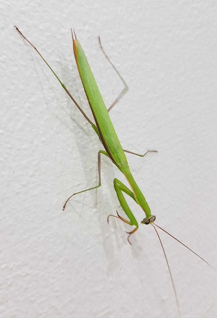 grasshopper, large, tropical, insect, green, green color, animal themes HD wallpaper