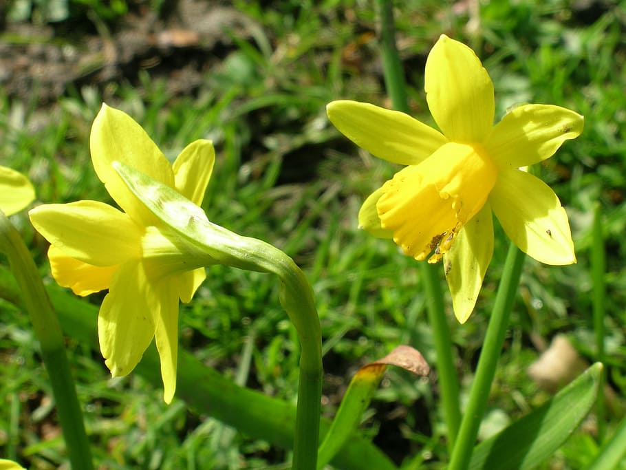 Narcissus, Flowers, Spring, yellow, petal, nature, flower head HD wallpaper