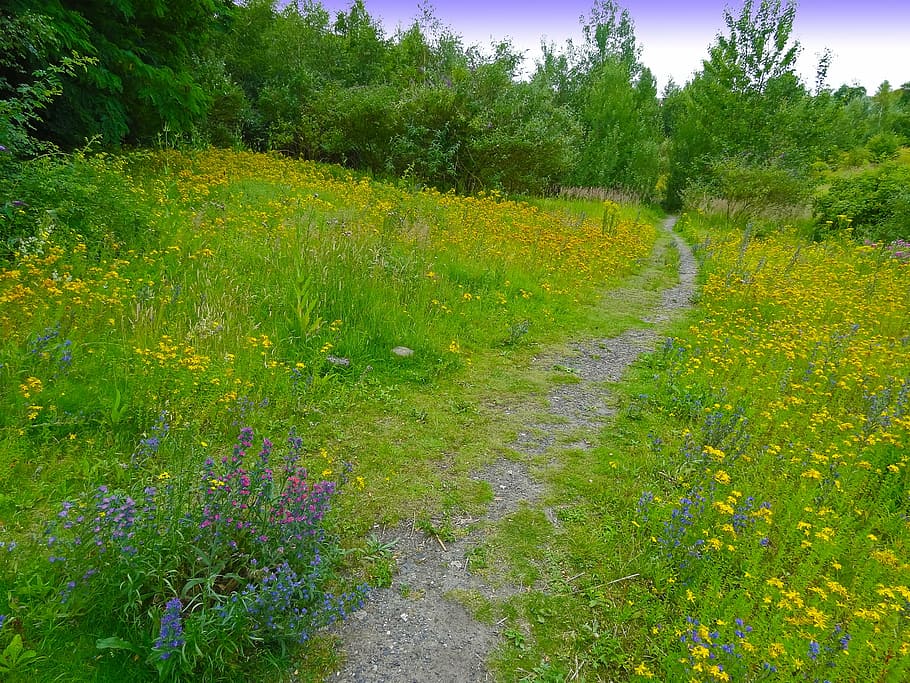 away, path, nature, flowers, wild flowers, fallow land, weed HD wallpaper