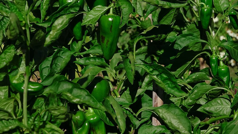 peppers, green, branch, plant part, leaf, green color, growth HD wallpaper