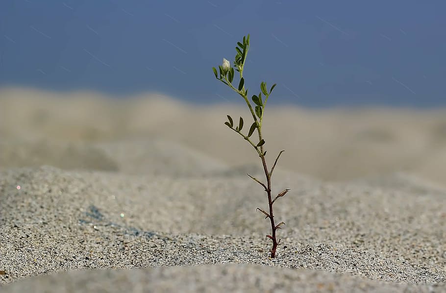 green leafed plant on sand, alone, tree, tree plantation, landscape HD wallpaper