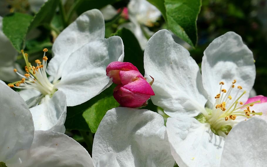 flower, nature, plant, leaf, garden, floral, petal, flowers HD wallpaper