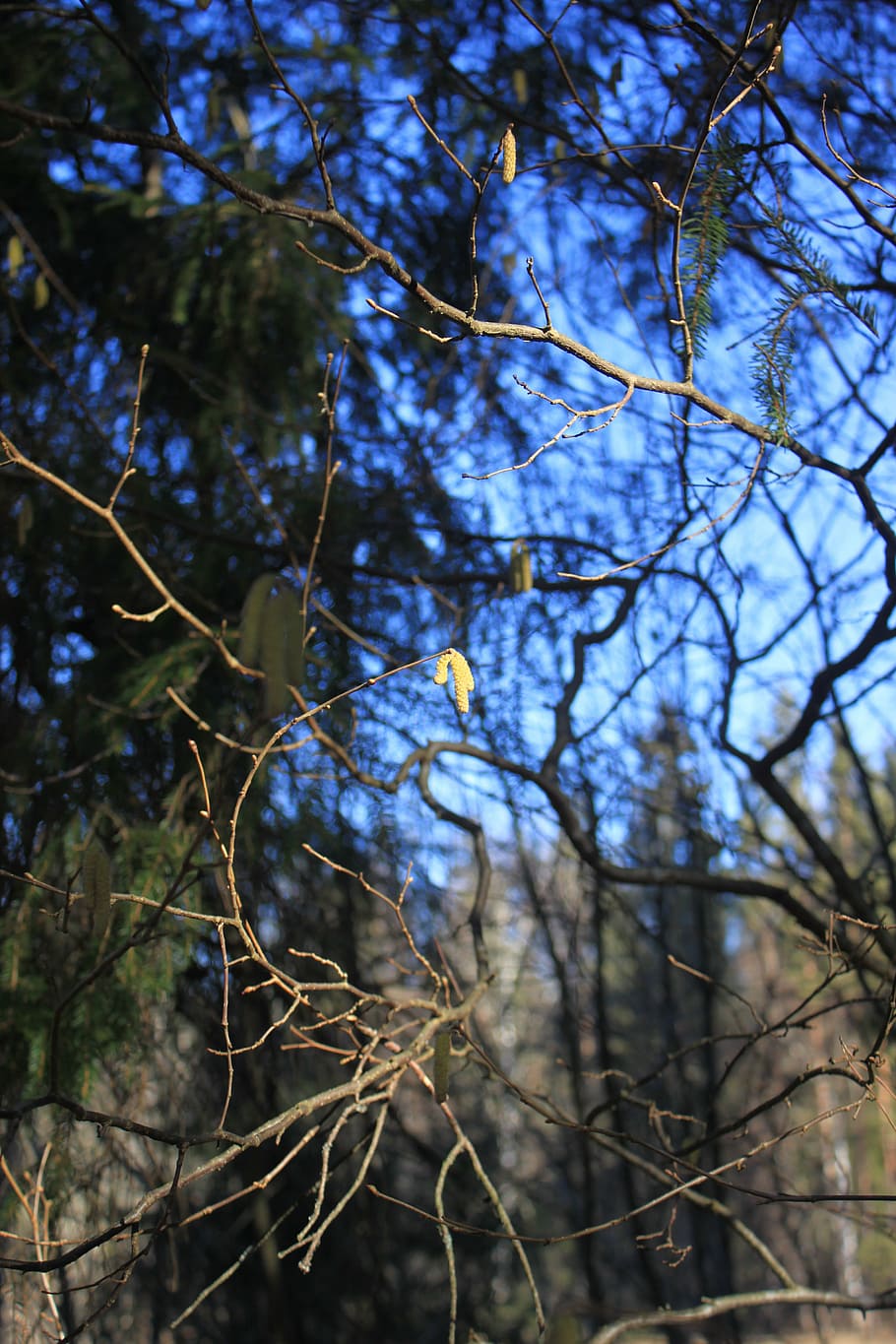 spring, catkins, birch, sun, branch, blue sky, plant, tree HD wallpaper