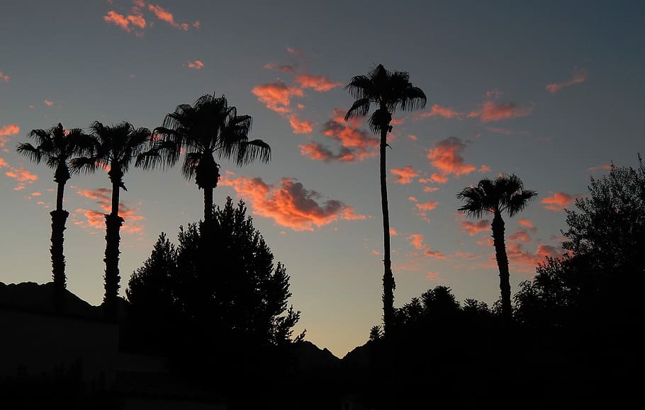 Sunset, Pink, Clouds, Palm Trees, pink clouds, nature, landscape HD wallpaper