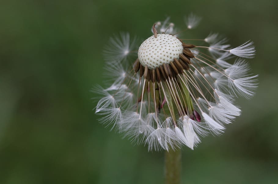 dandelion, seeds, flower, macro, field, plant, plants, nature HD wallpaper