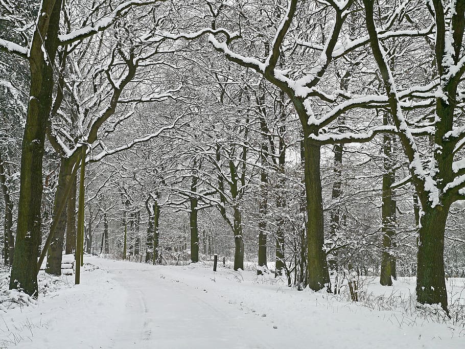 winter magic, forest path, snowy, wintry, trees, nature, cold HD wallpaper