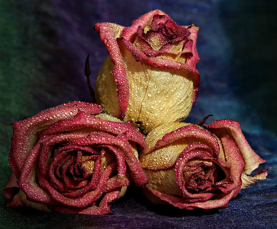 three yellow and red roses with water dew on focus photo, drops HD wallpaper