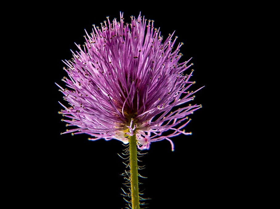 pink gayfeather flower closeup photo, small flower, macro, nature HD wallpaper