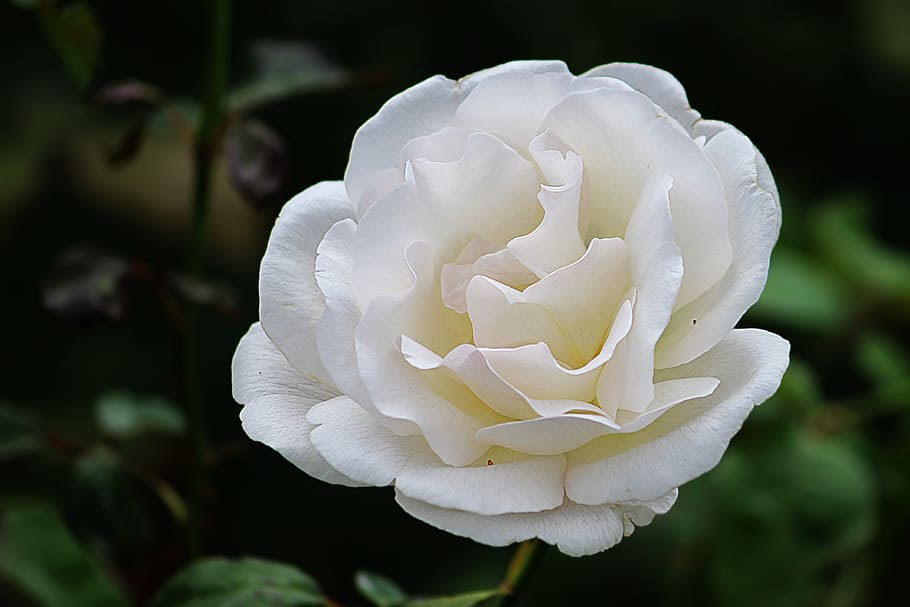 white flower and green leaves, rose, blossom, bloom, floribunda HD wallpaper