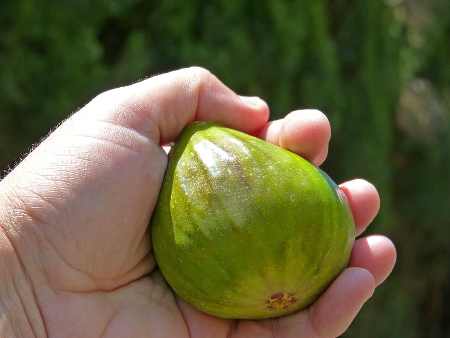fig, verdial, hand, fruit, abundance, large, human hand, real people HD wallpaper