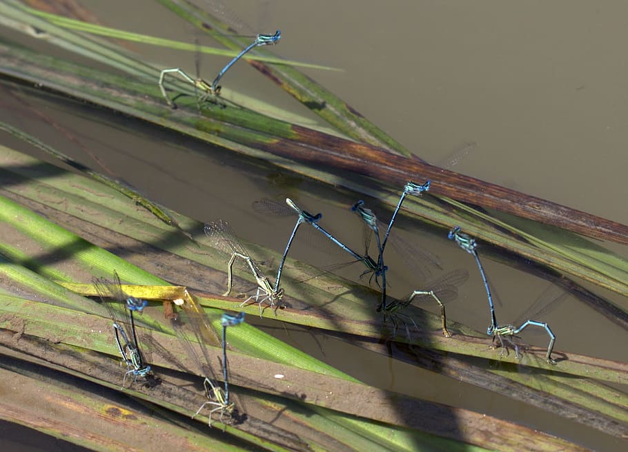 Dragonflies, Mating, Water, insect, no people, outdoors, day HD wallpaper