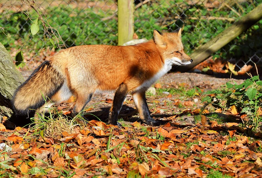 red fox standing on ground, fuchs, predator, reddish fur, wild animal HD wallpaper