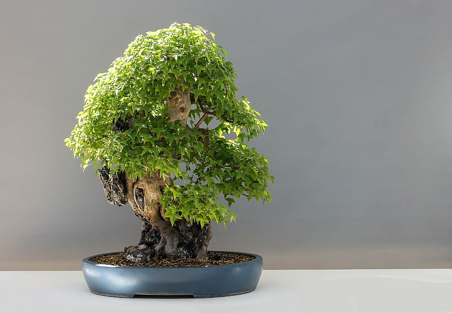 gray potted green bonsai plant, maple bonsai, háromerű maple