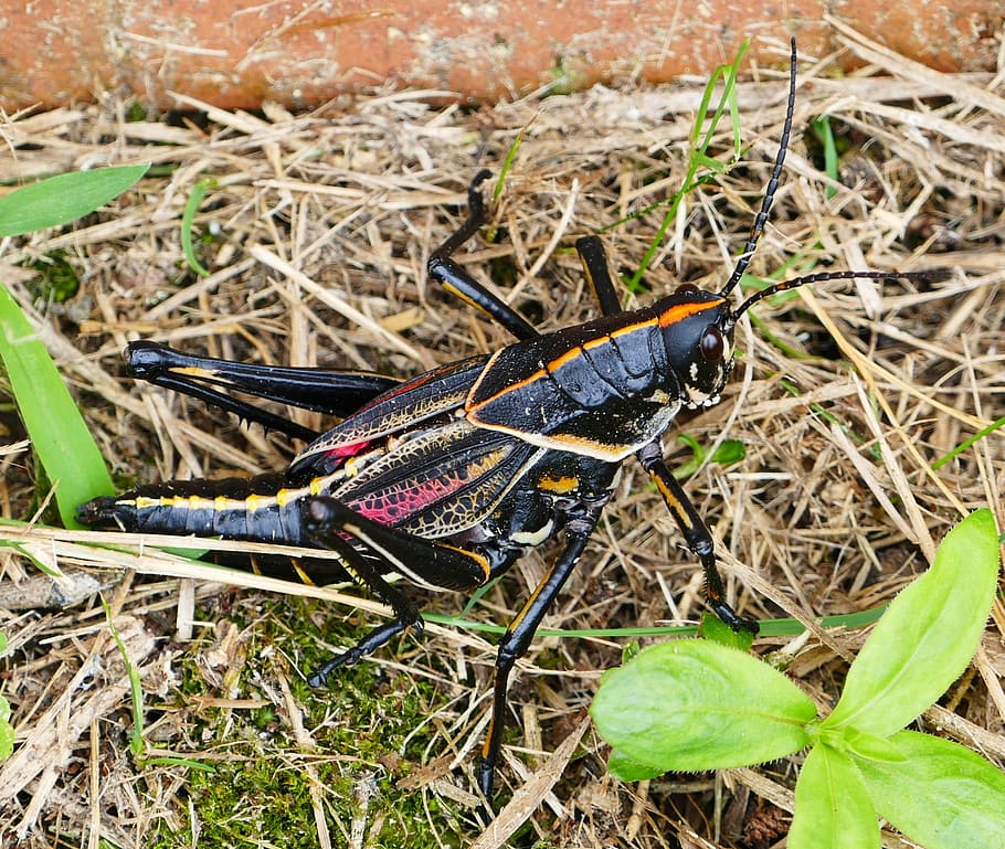 grasshopper, black, nature, insect, animal, wildlife, bug, summer, HD wallpaper