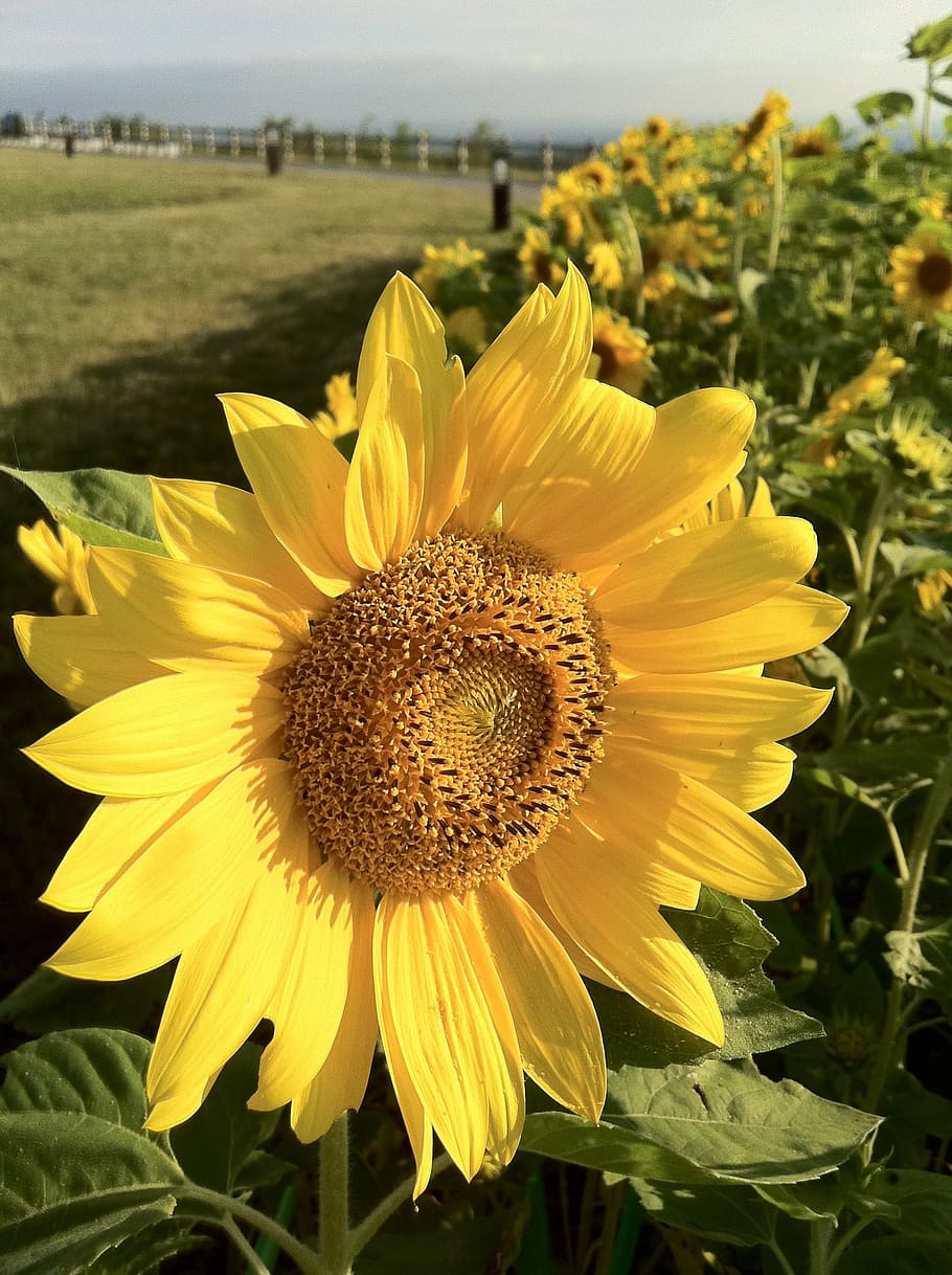 sunflower, yellow, summer, flowering plant, growth, fragility HD wallpaper