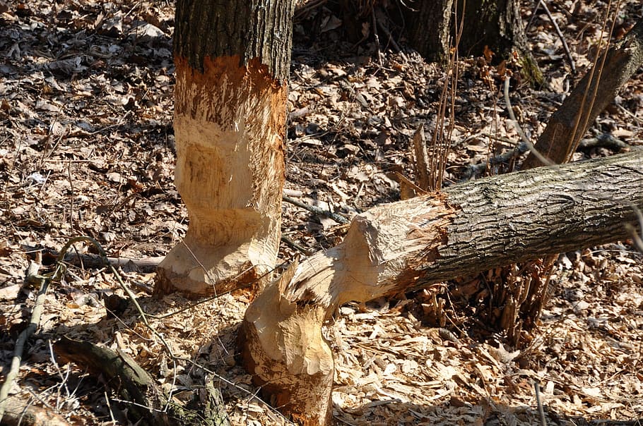 Beaver, Lodges, Construction, Forest, trees, felled, chiselled HD wallpaper