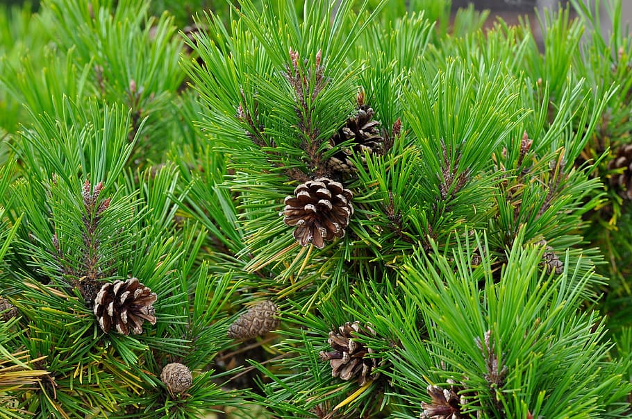 Conifer, Pine Cones, Tap, Plant, green, green color, nature HD wallpaper