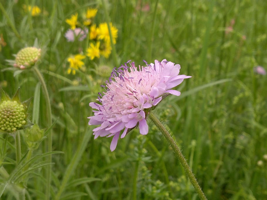 cornflower, summer, blue, blossom, bloom, flowering plant, beauty in nature HD wallpaper