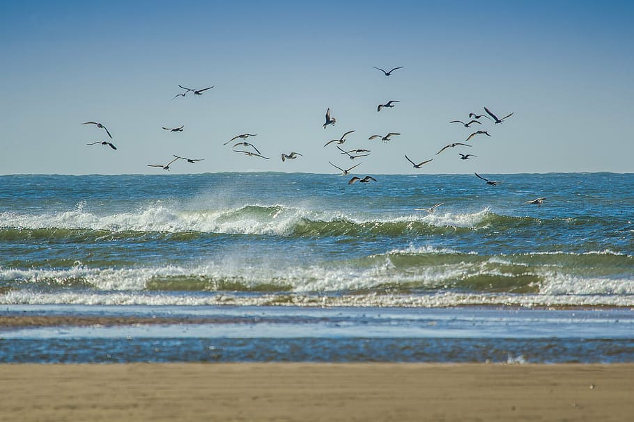 flock of birds flying over sea during daytime, gulls, coast HD wallpaper