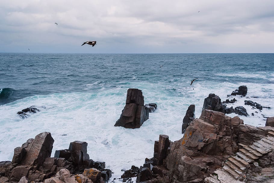 sea, flight, nature, sky, avian, beach, birds, clouds, cloudy HD wallpaper
