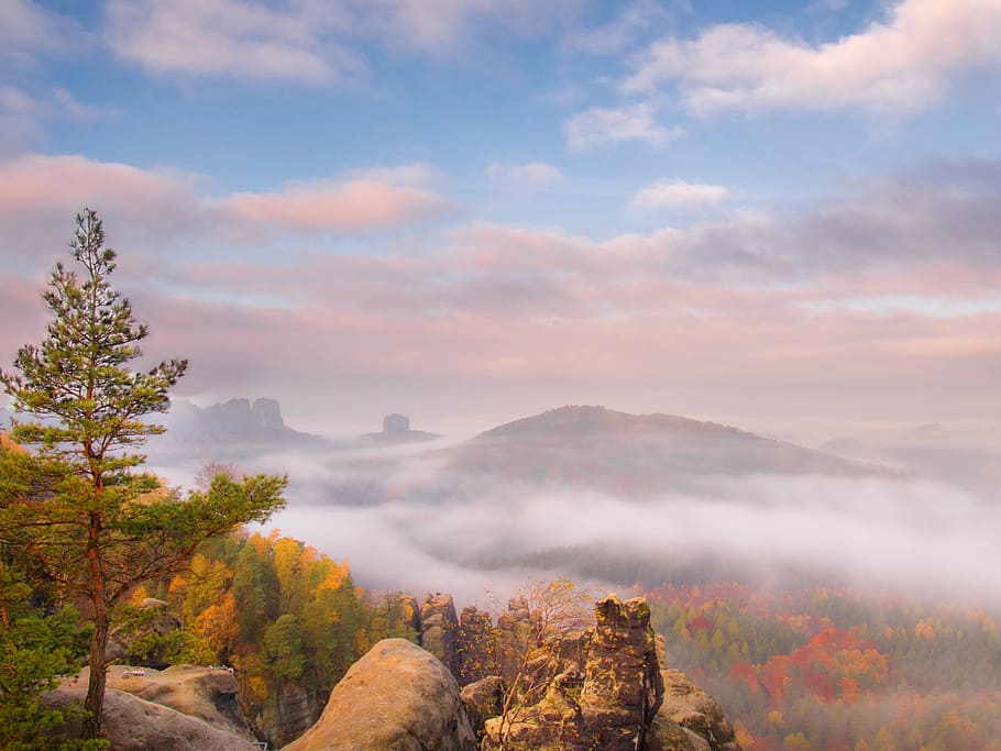 green and yellow trees on mountain with fogs at daytime, mountains HD wallpaper