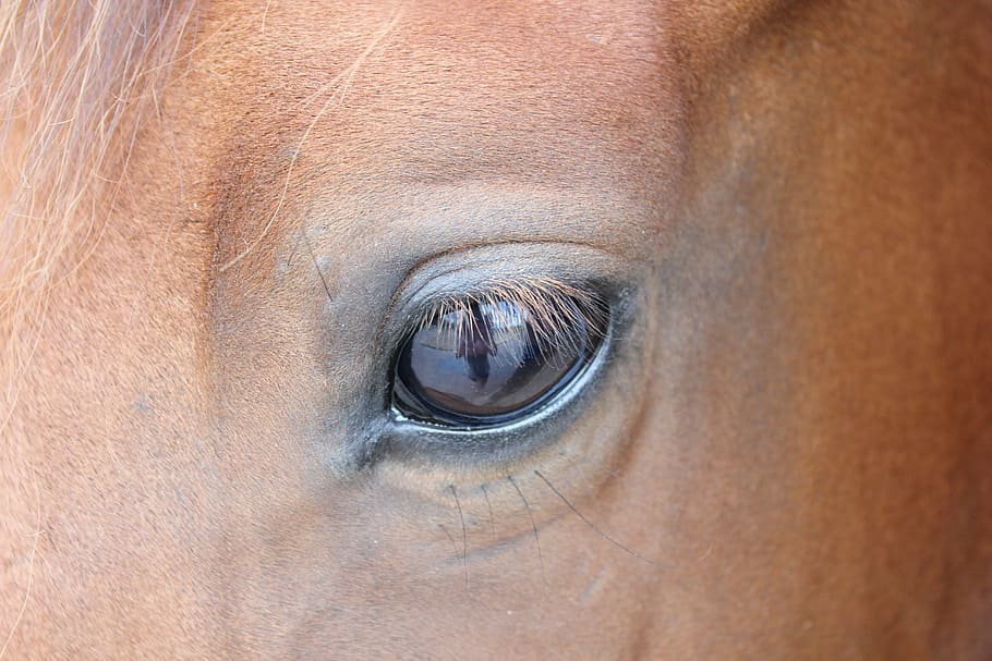 HD wallpaper: horse, eye, brown horse, animal, horse head, eyelashes ...