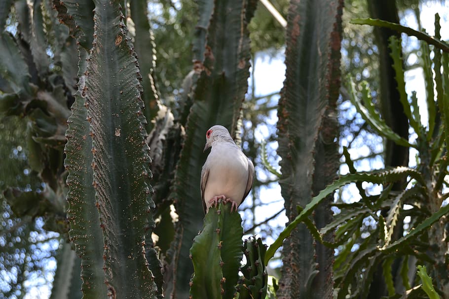 bird, cactus, quiet, tree, animal themes, plant, vertebrate HD wallpaper