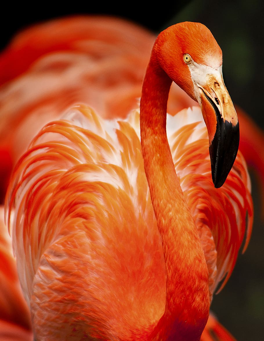 closeup photo of orange bird, orange flamingo closeup photography