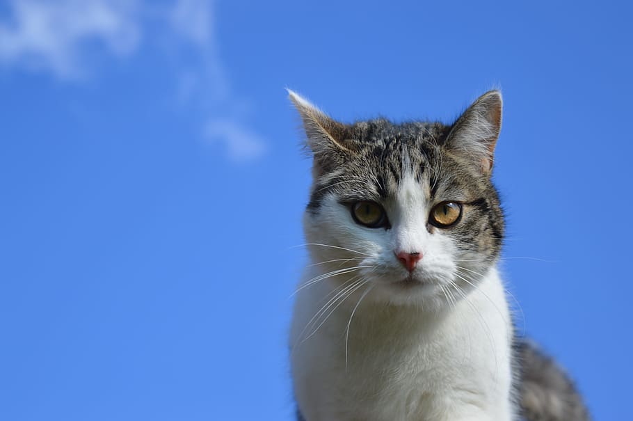 Cat, Head, Sky, Blue, domestic cat, pets, looking at camera HD wallpaper