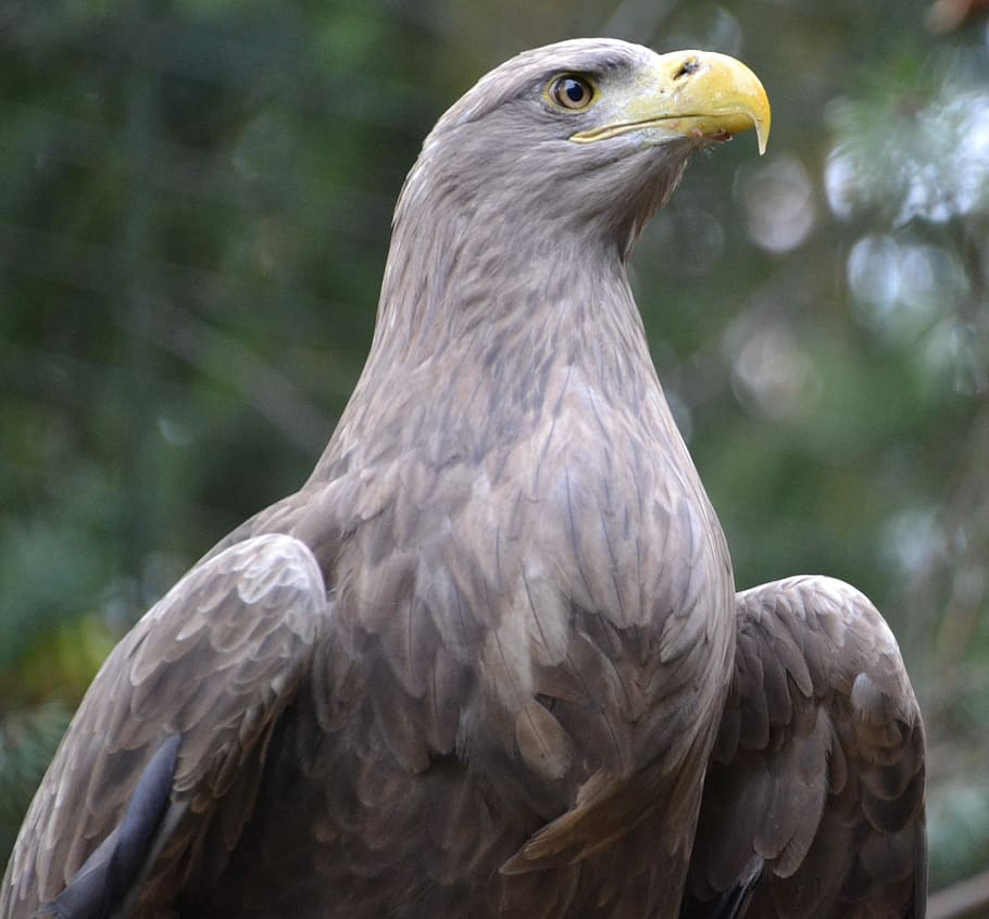 Eagle, Bird, Zoo, Brown, Portrait, one animal, animal wildlife HD wallpaper