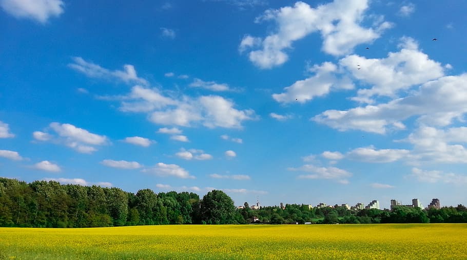green grass field under sunny sky, landscape, spring, fields HD wallpaper